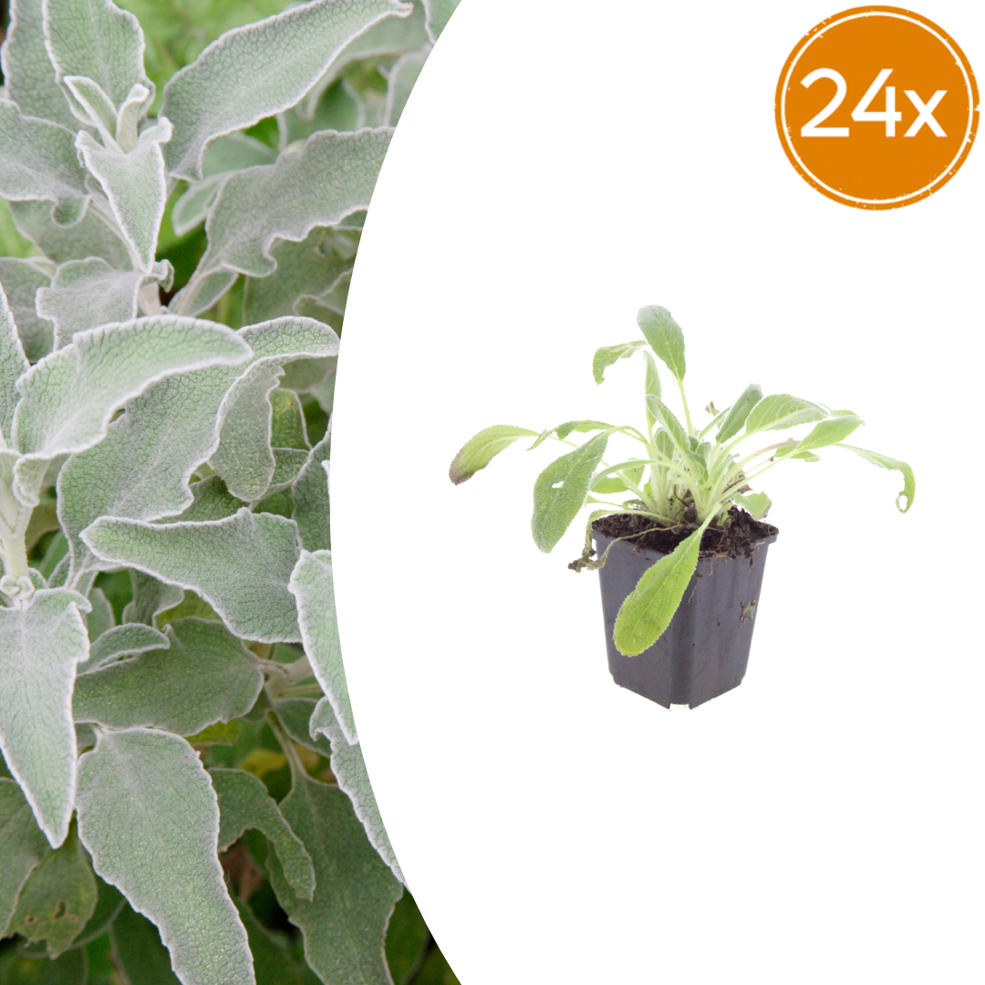 24x Lamb's Ear - ↕10-25cm - Ø9cm