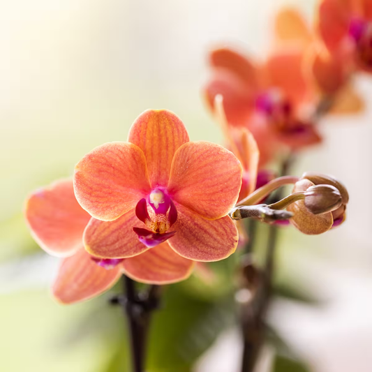 Kolibri Company | Plant Set Poppy Orange Orchids | Orange orchid Bolzano incl. ceramic decorative pots