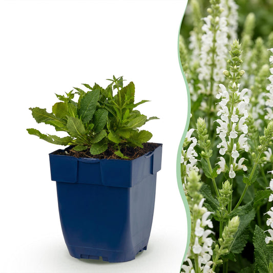 Vasteplant - Salvia nem. Schneehügel - Salie - Bijen en Vlinderlokkers - Wit - 12 Planten - Pot 11cm - Hoogte 15-25cm