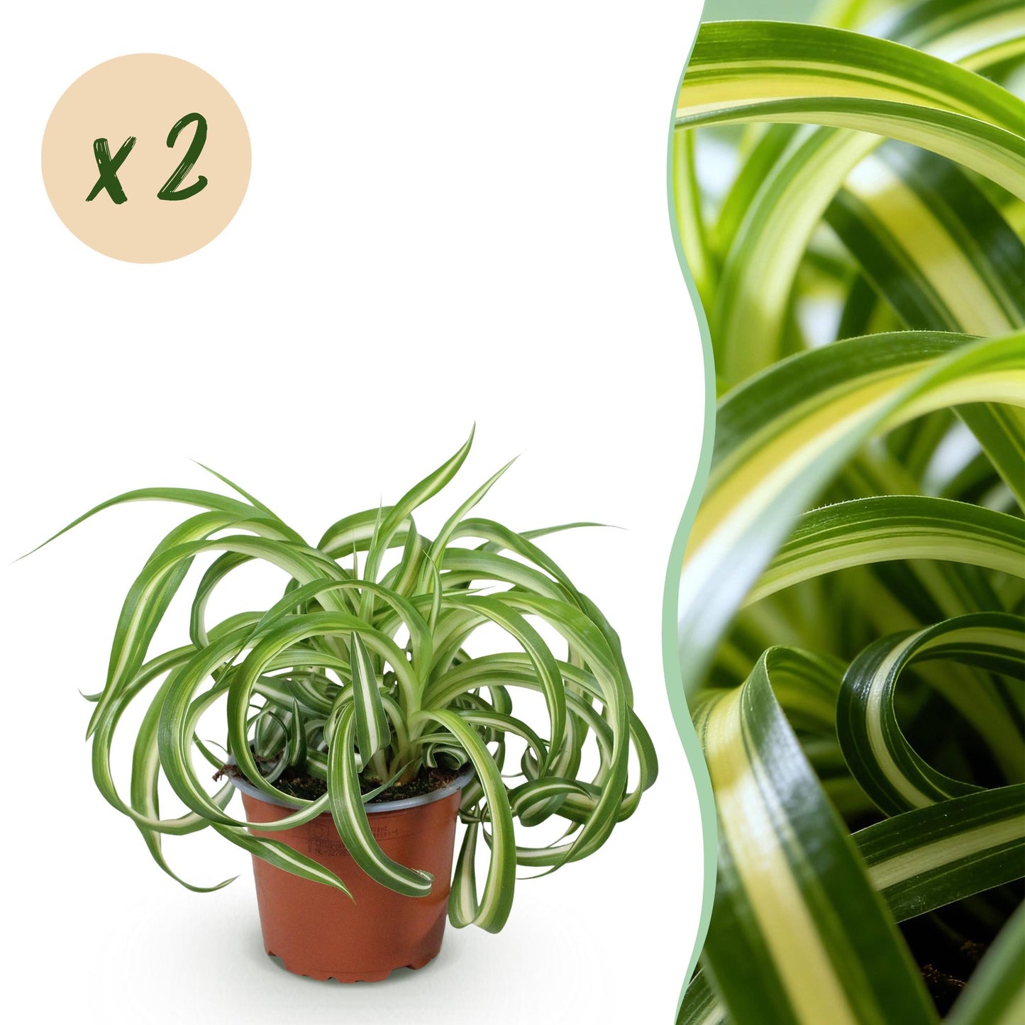Green boutiQ - Houseplant - Chlorophytum comosum Bonnie - Curly Grass Lily - Pet-Friendly - Colorful - 2 Plants - 12cm Pot - Height 20-25cm
