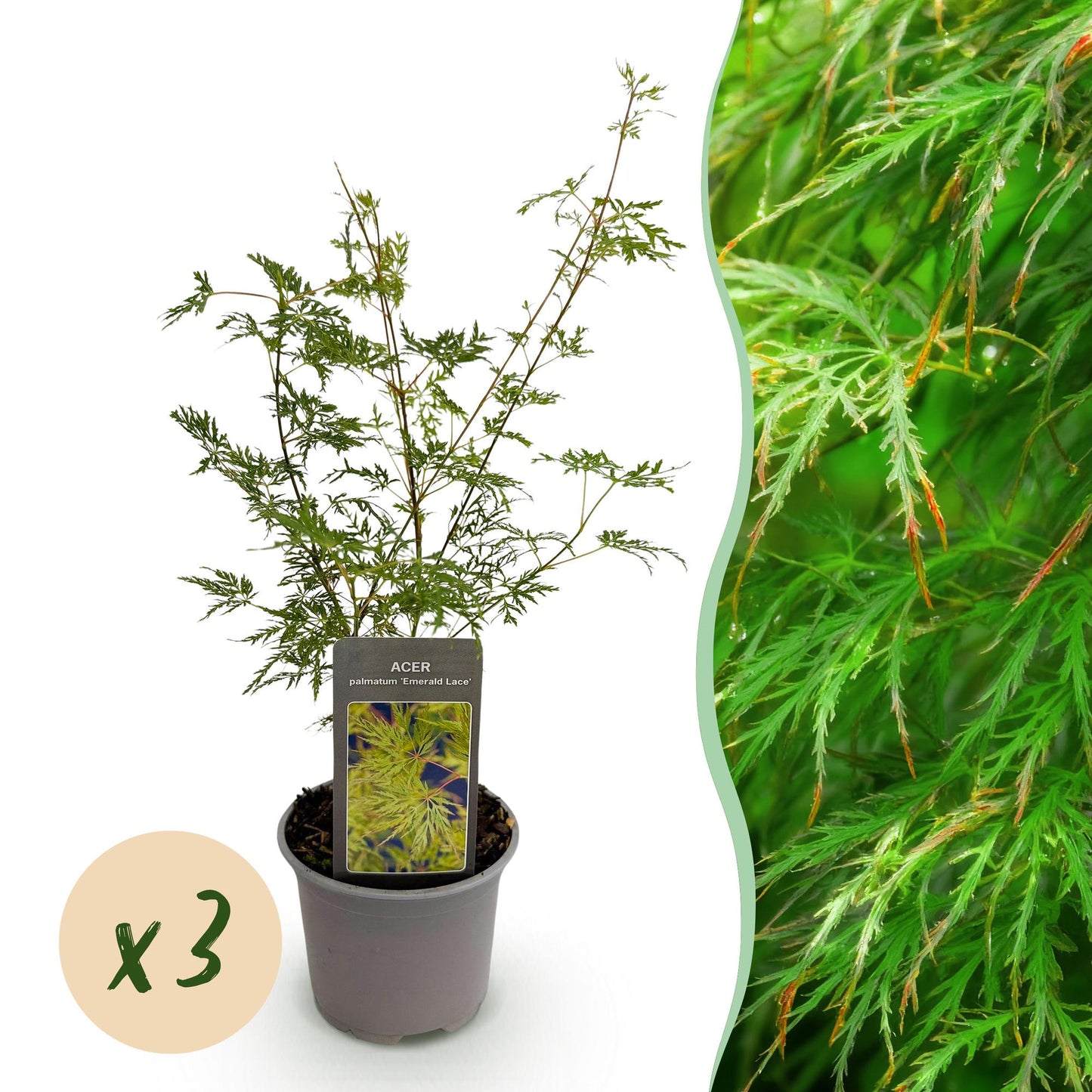 Green boutiQ - Garden Plant - Acer palmatum Emerald Lace - Green - 3 Plants - Deciduous - Low Maintenance - Pot 12cm Height 35cm