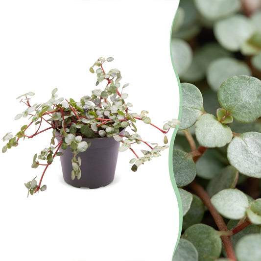 Pilea Glaucophylla Greyzy - Pilea a foglia argentata - Grigio - Rosso - Tropicale - Ø6cm - ↕10cm
