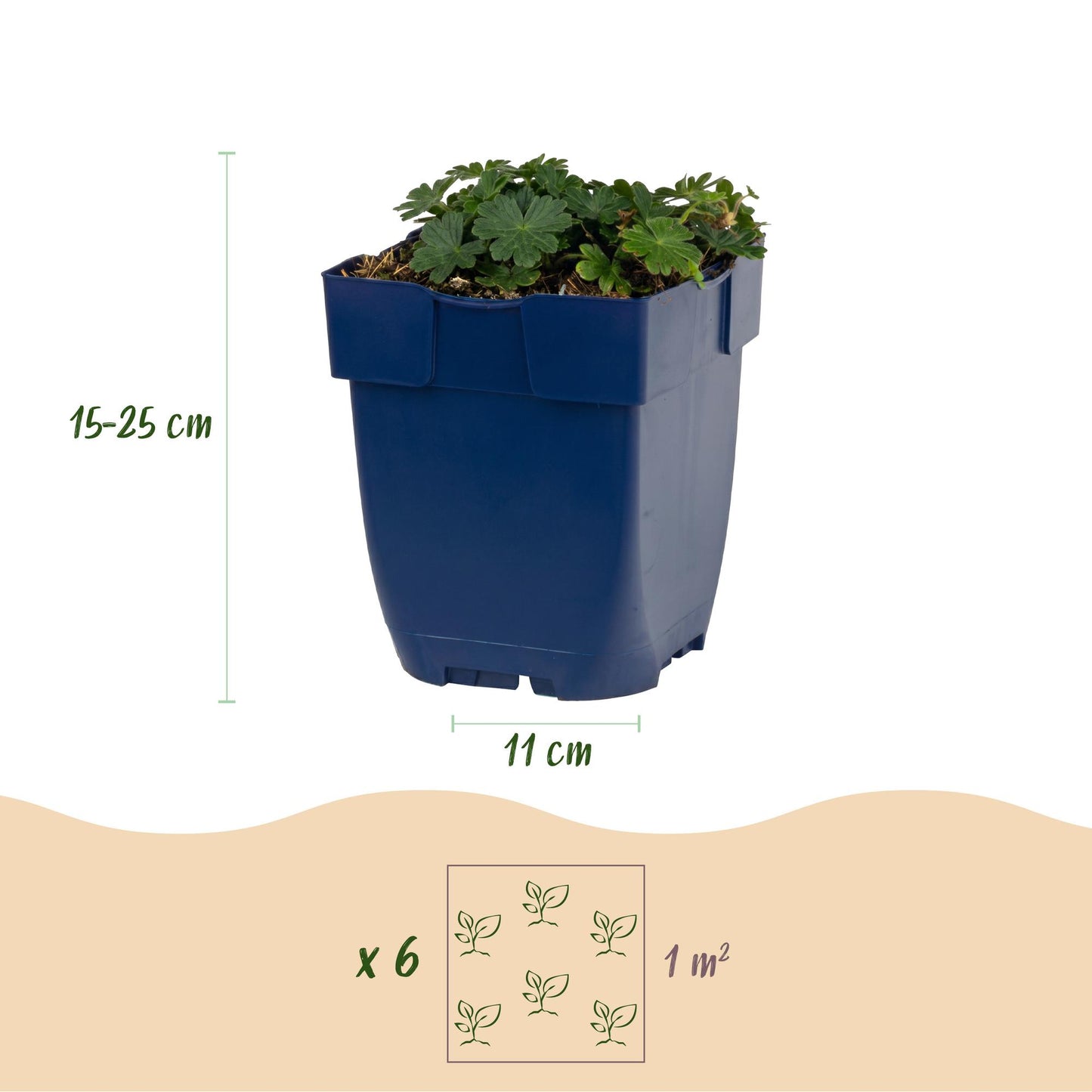 Vasteplant - Geranium sang. Max Frei - Ooievaarsbek - Bodembedekkend - Roze - 1 Plant - Pot 11cm - Hoogte 15-25cm