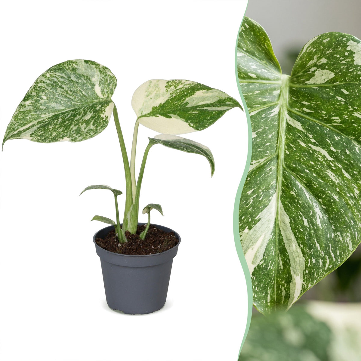 Monstera Creme Brulee - Monstera Creme Brulee - Green - Cream - Tropical - Ø6cm - ↕14cm