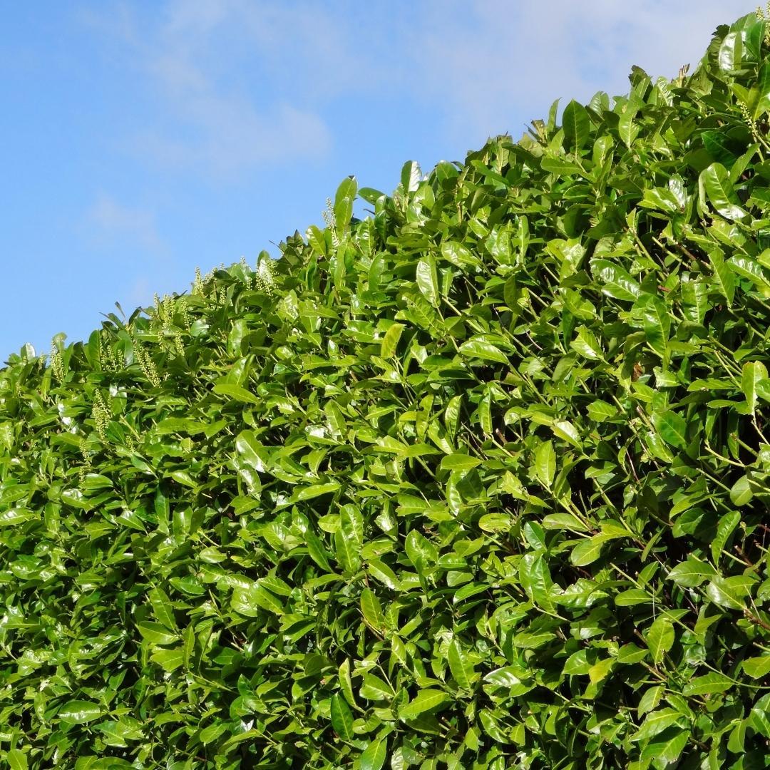 Large Cherry Laurel Plants Rotundifolia for 10 linear metres of hedge length | - 12L - 25 x | ↨ 100-125 cm