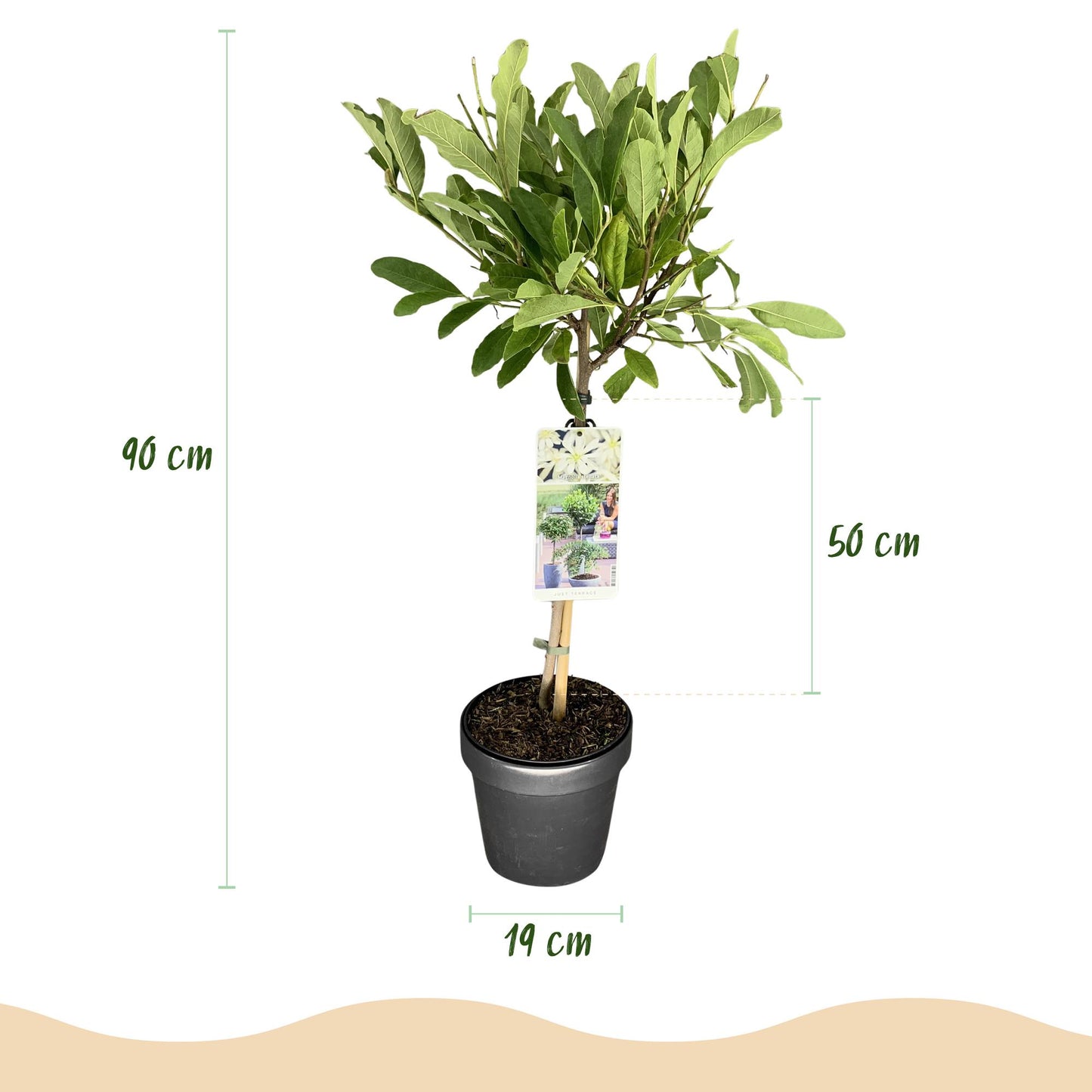 Green boutiQ - Plant on Stem - Magnolia stellata - Terrace Plant - Deciduous - Winter Hardy - White Flower - Pot 19cm Height 90cm