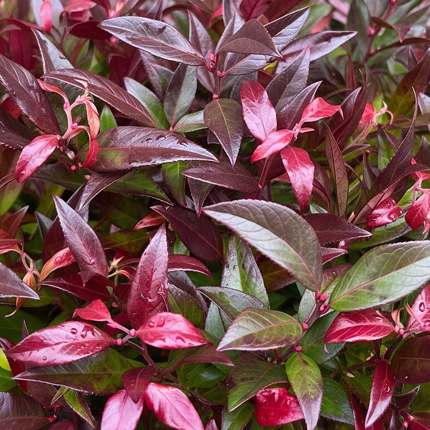 Tuinplant - Leucothoe Zeblid - Rood - 1 Plant - Groenblijvend - Weinig Onderhoud - Pot 17cm Hoogte 45cm