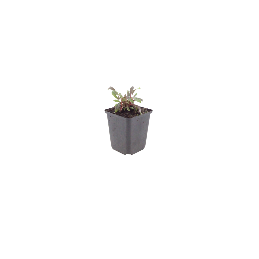60x Gaura l. 'Siskiyou Pink' - ↕10-25cm - Ø9cm
