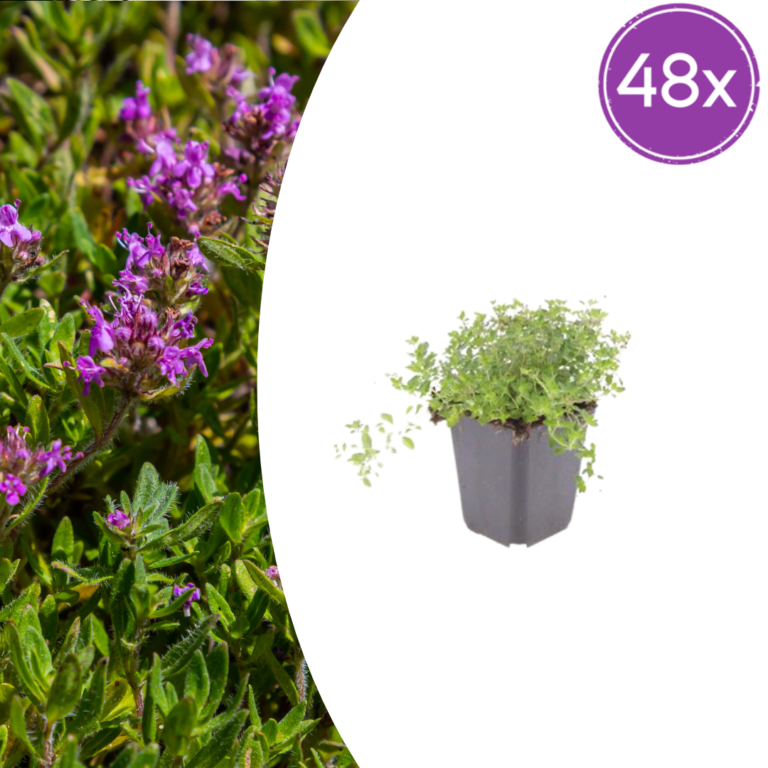 48x Thymus serpyllum – Bodembedekker | Ø9 cm potten | 10–25 cm hoogte