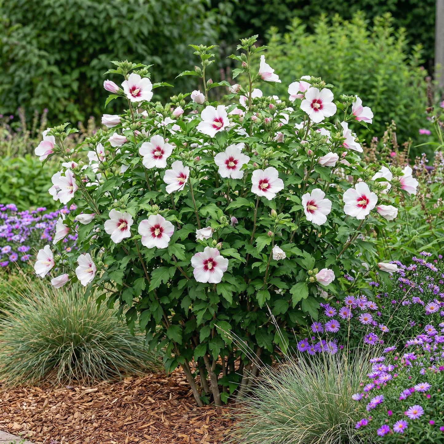Green boutiQ - Plante de jardin - Hibiscus syriacus Hamabo - Hibiscus de jardin - Rustique - Blanc - Rose - 3 Plantes - Pot de 17cm - Hauteur de 45cm