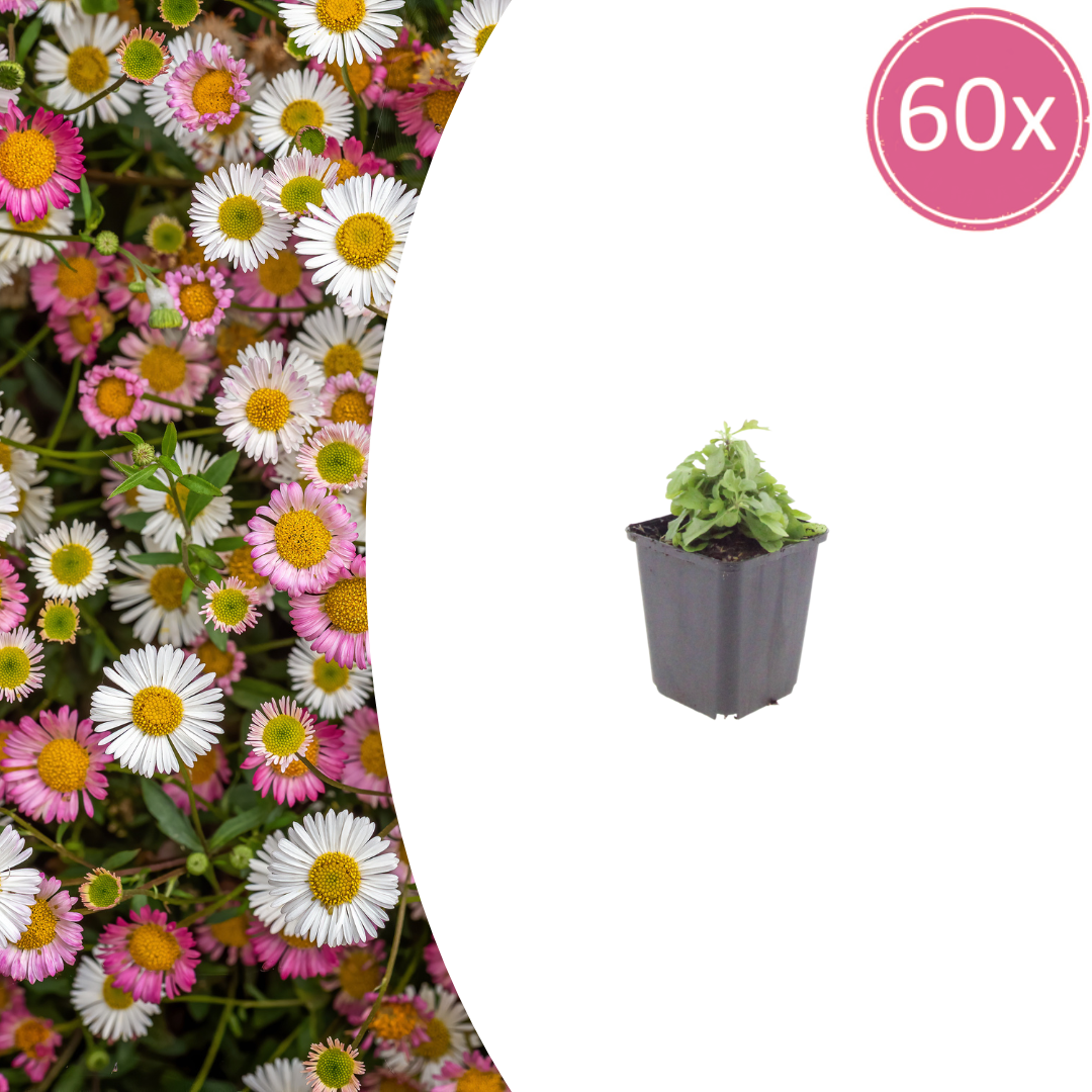 60x Erigeron karvinskianus - ↕10-25cm - Ø9cm