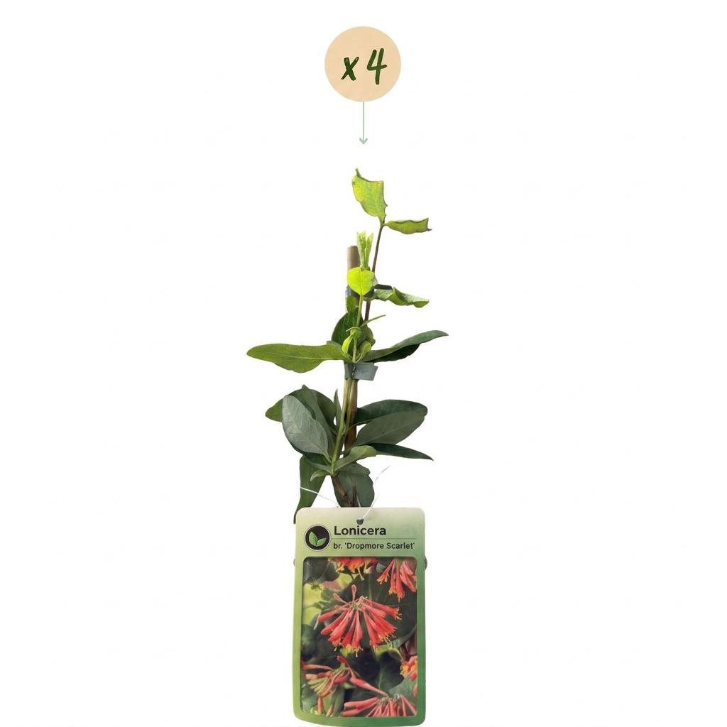 4x Lonicera br. 'Dropmore Scarlet' - Caprifoglio 'Dropmore Scarlet' - Rosso-Giallo - Pianta rampicante - Ø9cm - ↕35cm