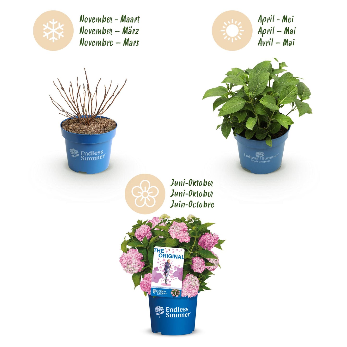 Green boutiQ - Garden Plant - Hydrangea Endless Summer The Original Pink - Hydrangea - Hardy - Pink - 48 Plants - Pot 14cm - Height 20-25cm
