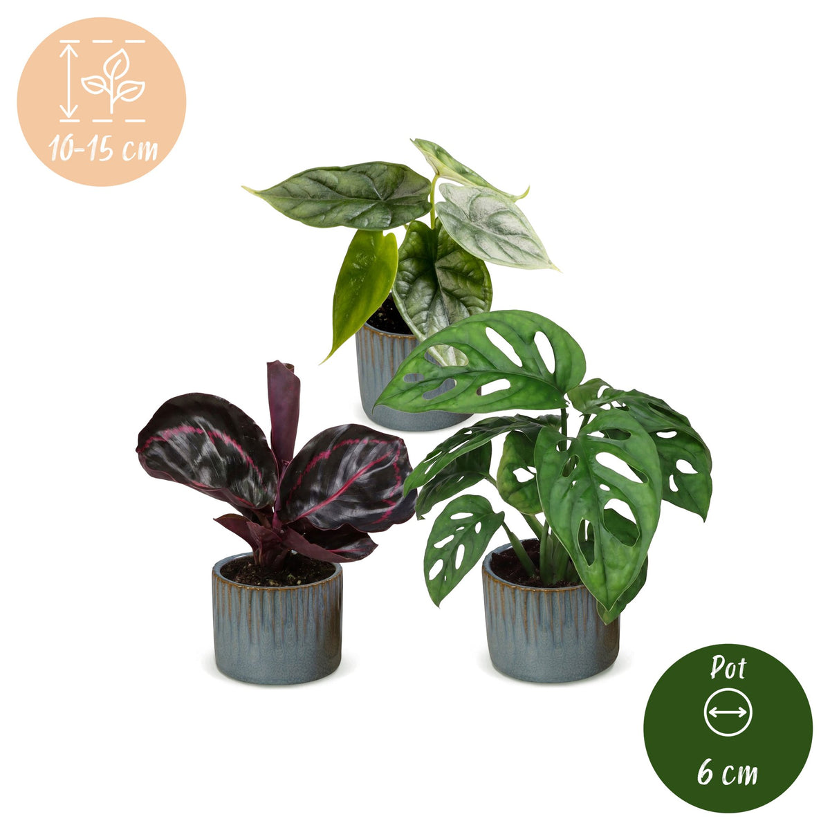 3x Baby Jungle Mix - Assorted - Tropical - incl. Linnea Misty Blue - Ø6cm - ↕10-15cm