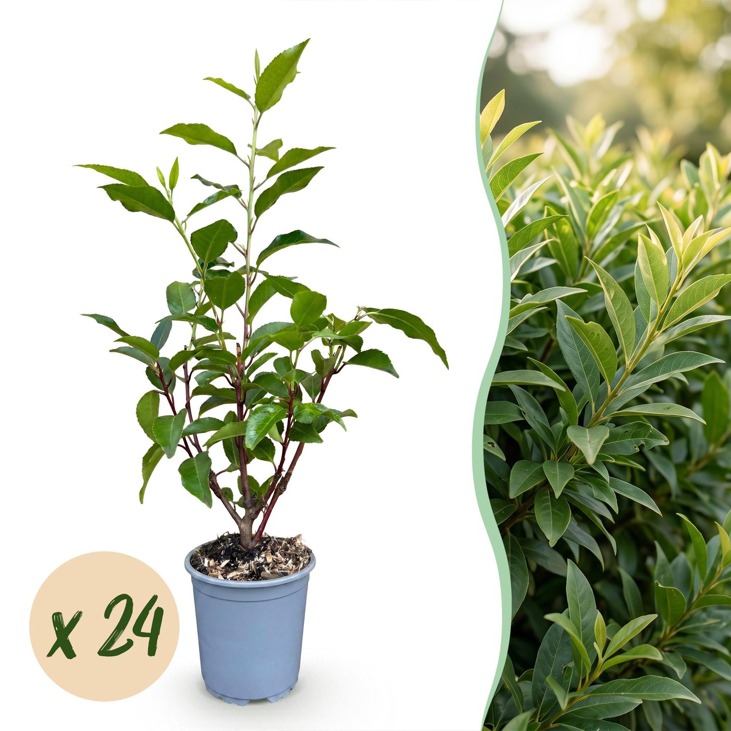 Green boutiQ - 24x Prunus lusitanica Angustifolia - Portuguese Laurel - Hedge Plants - Evergreen - Green - Pot 9cm - Height 25-35cm