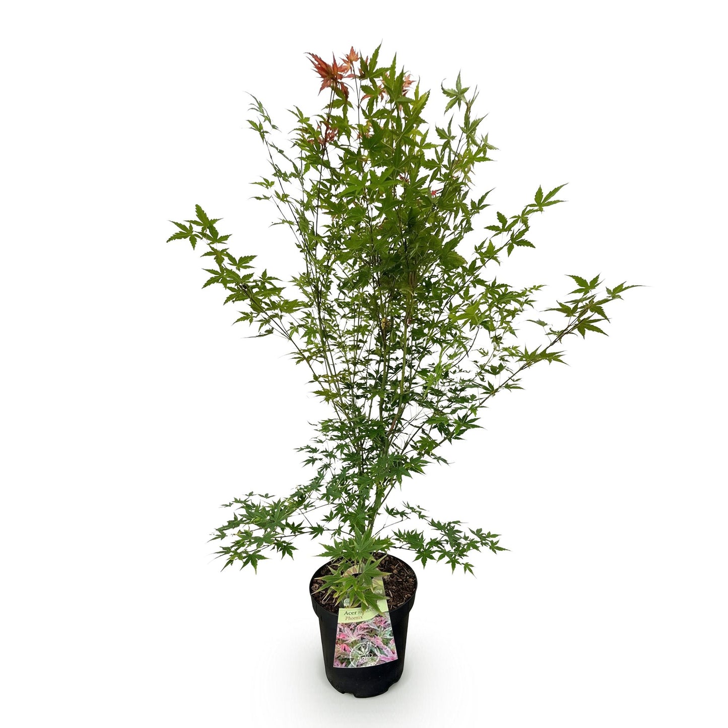 Garden plant - Acer palmatum Phoenix - Japanese Maple - Deciduous - Green - Red - 1 - Pot 26cm - Height 90cm