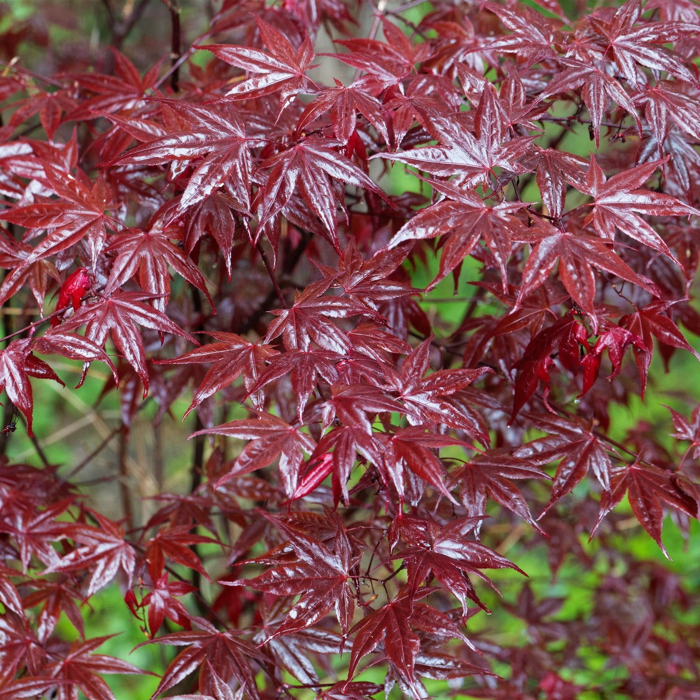Garden plant - Acer palmatum Bloodgood - Japanese Maple - Deciduous - Red - 1 - Pot 26cm - Height 90cm
