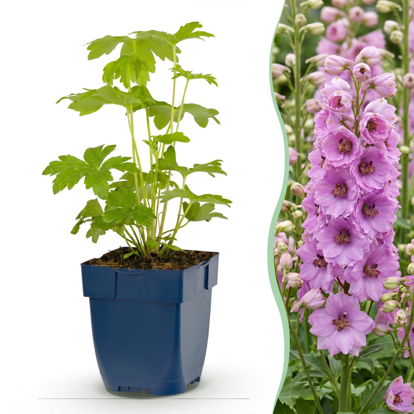 Green boutiQ - Plante vivace - Delphinium (P) Astolat - Pied d'alouette - Attire les abeilles et les papillons - Rose - 6 Plantes - Pot 11cm - Hauteur 15-25cm