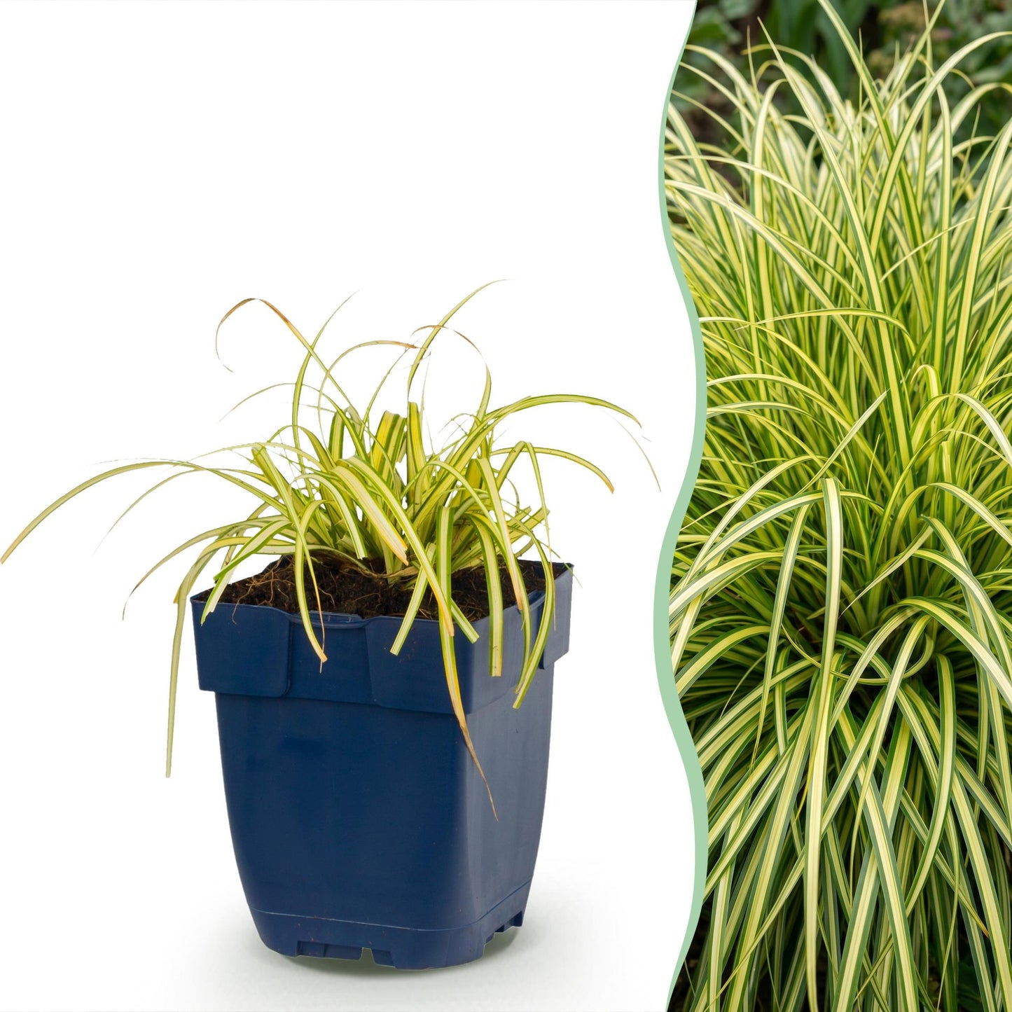 Graminacee - Carex oshimensis Evergold - Carice giapponese - Sempreverde - Giallo-verde - 6 Piante - Vaso 11cm - Altezza 15-25cm