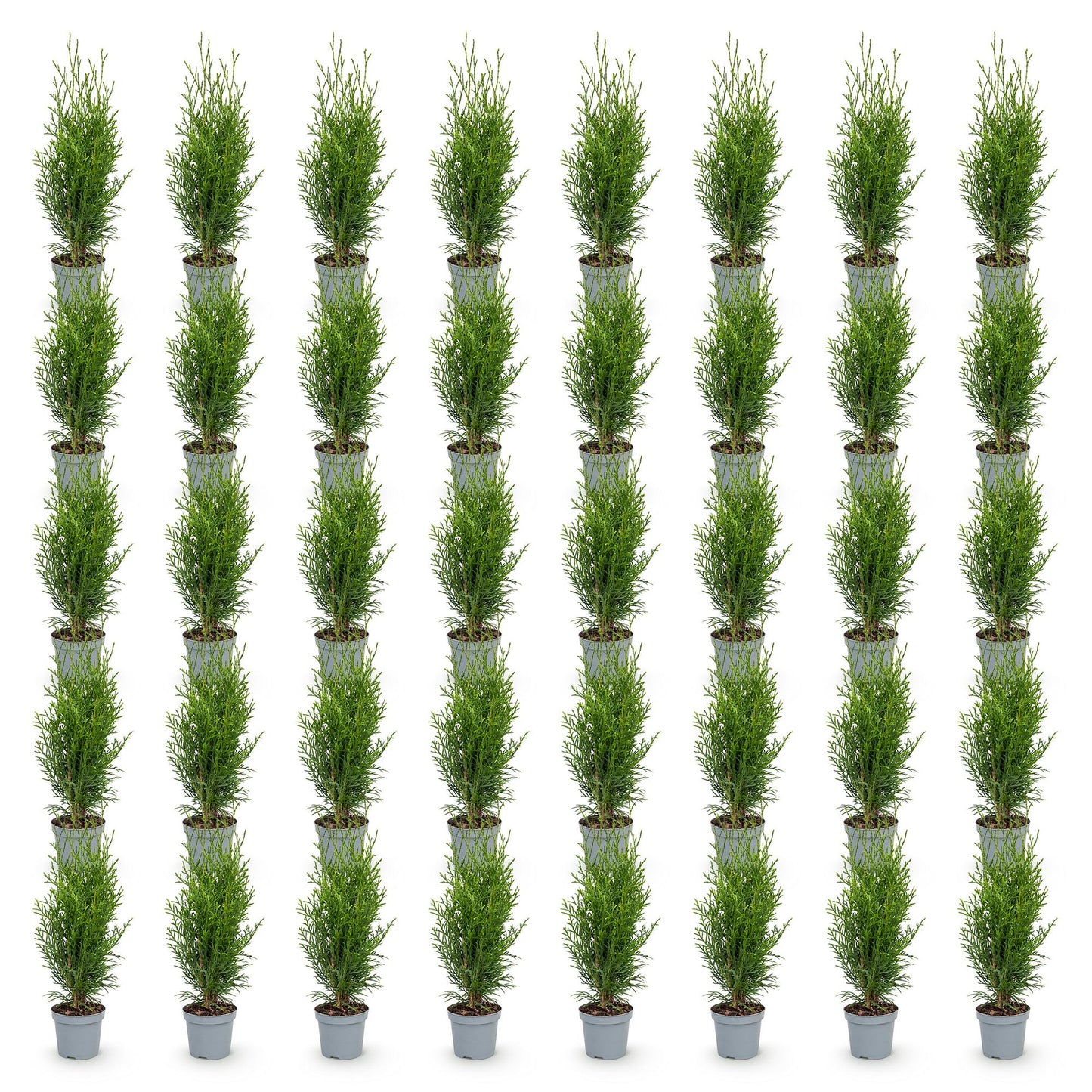 40x Thuja occidentalis Smaragd - American Arborvitae - Hedge Plants - Evergreen - Green - Pot 9cm - Height 20-30cm