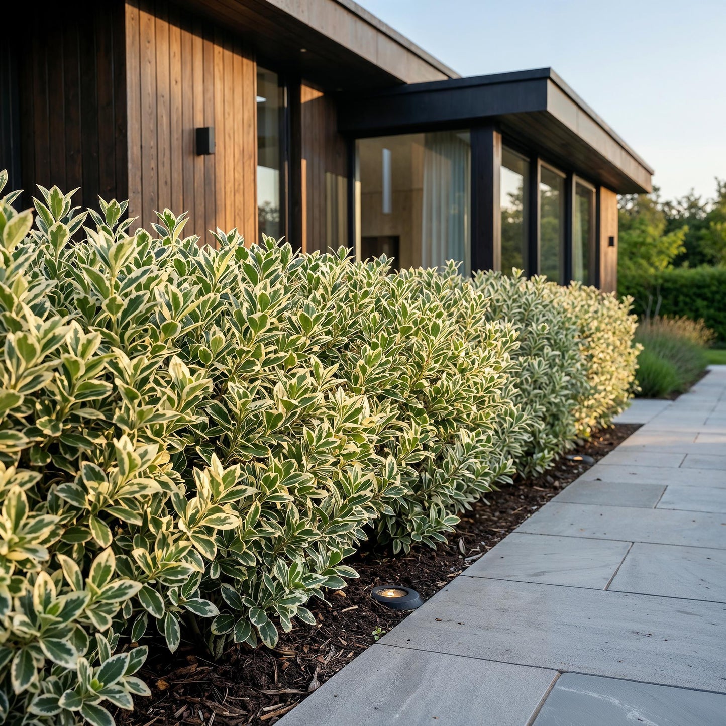 Green boutiQ - 24x Euonymus japonicus White Spire - Spindle Tree - Hedge Plants - Evergreen - White - Green - Pot 9cm - Height 20-30cm