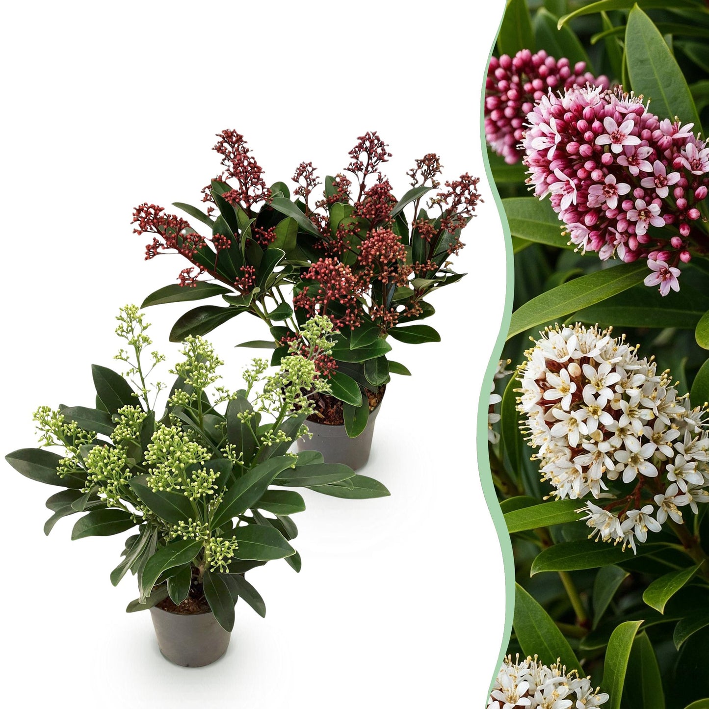 Patio Plant - Skimmia japonica Duo - White & Red Flower - 10+ Flowers - 2 Plants - Hardy - Pot 10.5cm Height 25cm