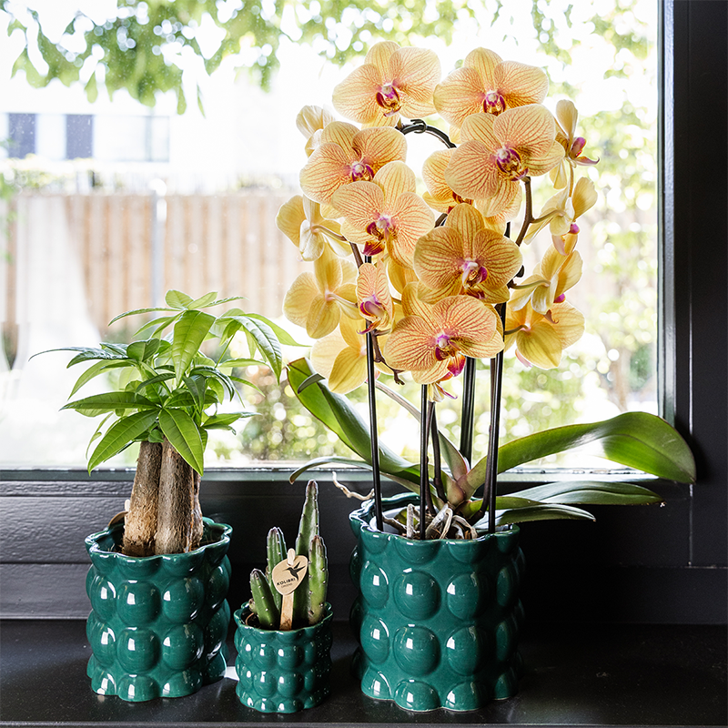 Hummingbird Home | Cotton Shine decorative pot - Green - Ø6cm