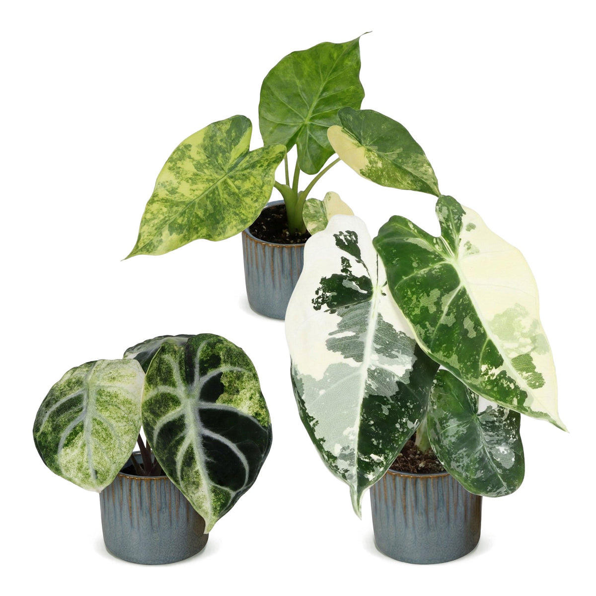 3x Baby Alocasia Tricolour Variegata - Green - Black - Variegated - Tropical - incl. Linnea Misty Blue - Ø6cm - ↕5-15cm