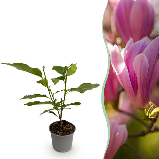 Garden Plant - Magnolia Heaven Scent - Pink Flower - 1 Plant - Deciduous - Low Maintenance - 12cm Pot Height 30cm