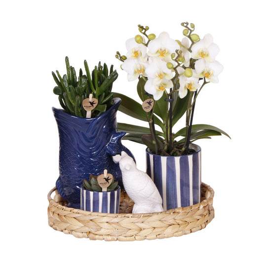 Azienda Kolibri | Set di piante Tramonto Mediterraneo | Orchidea Phalaenopsis bianca Losanna e piante grasse incl. vasi decorativi in ​​ceramica