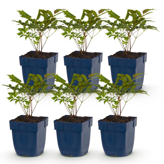 Vasteplant - Astilbe (A) Fanal - Pluimspirea - Schaduw - Rood - 6 Planten - Pot 11cm - Hoogte 15-25cm