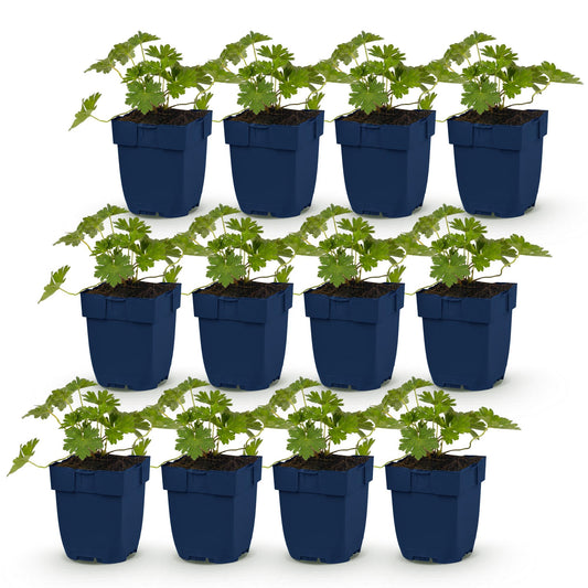 Perennial - Geranium 'Rozanne' - Cranesbill - Ground cover - Blue - 12 Plants - Pot 11cm - Height 15-25cm