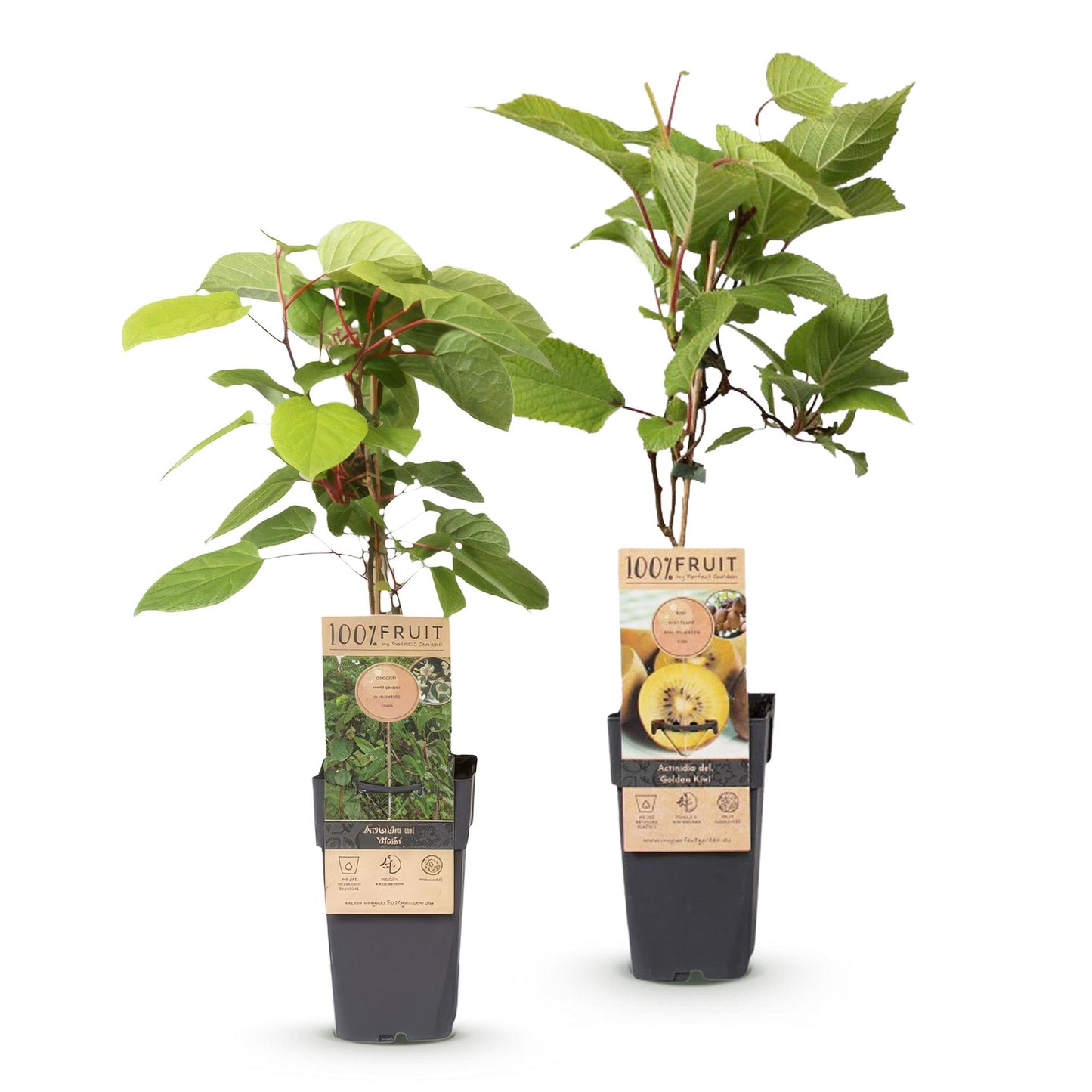 Fruitplant - Actinidia Weiki & Golden Kiwi - Kiwiplant - 1 Mannelijke - 1 Vrouwelijke - Planten - Geel - Pot 15cm - Hoogte 50cm