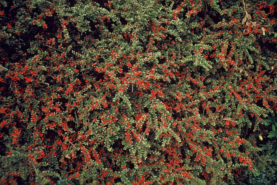 24x Cotoneaster horizontalis - ↕10-25cm - Ø9cm