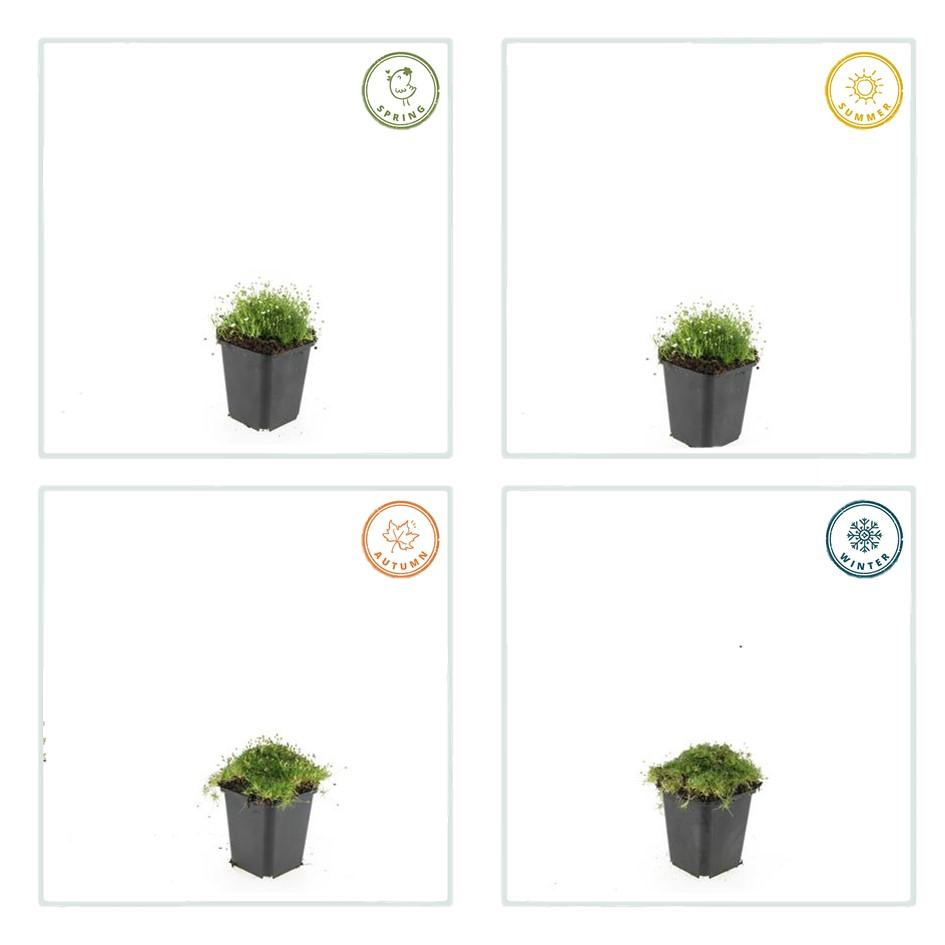 24x Sagina subulata - ↕10-25cm - Ø9cm