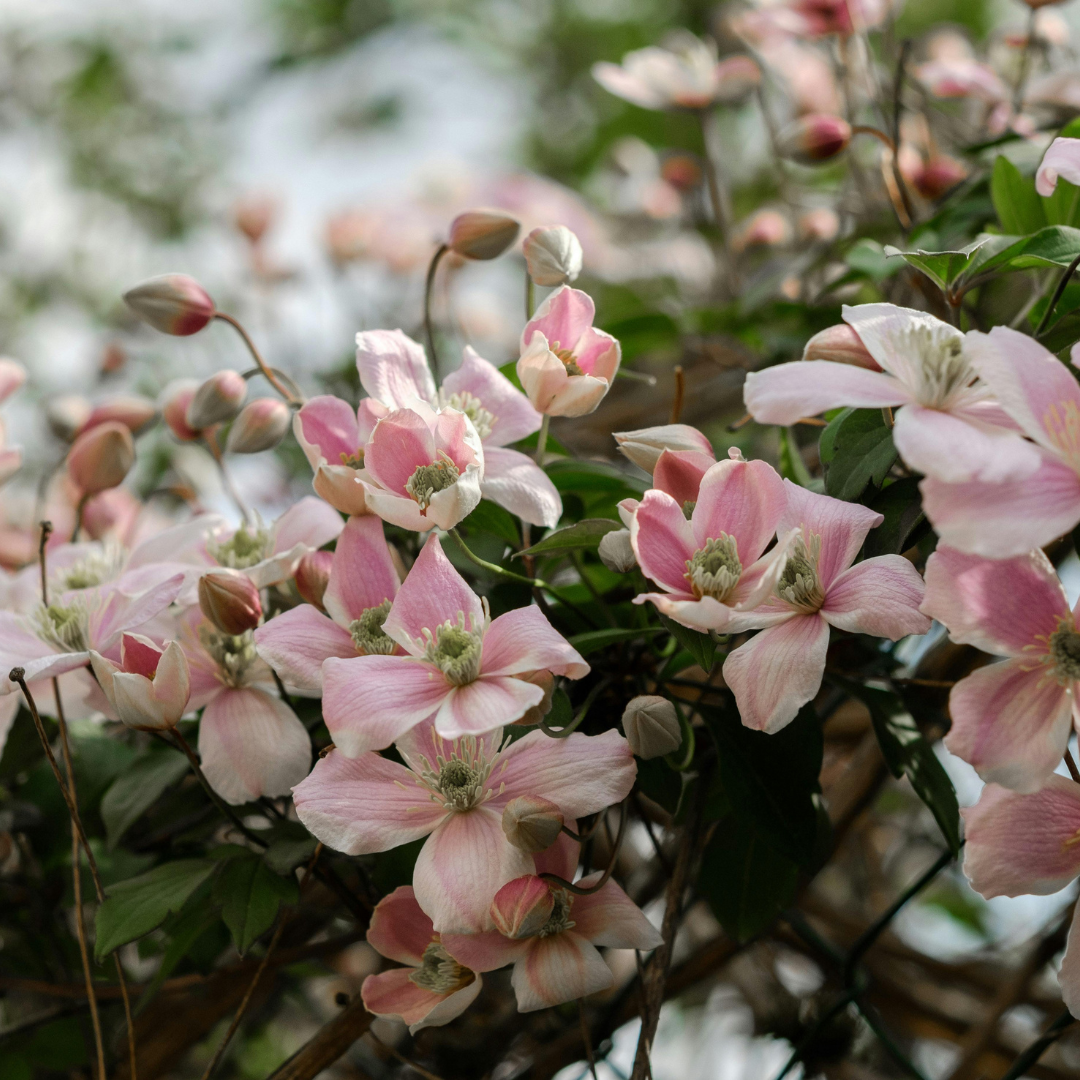 6x Clematis ‘Hagley Hybrid’ – P9 pot – prachtige roze bloeiende klimplant