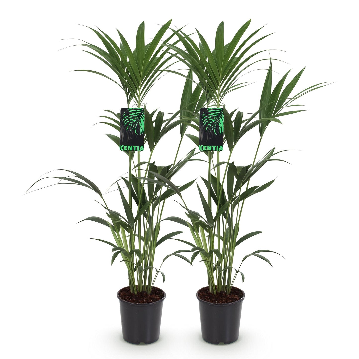 Green boutiQ - Houseplant - Howea Forsteriana - Kentia Palm - Low Maintenance - Green - 2 plants - Pot 21cm - Height 120-130cm