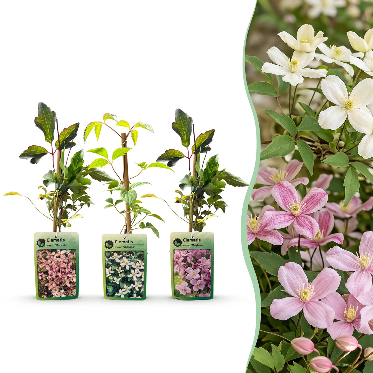 6x Clematis montana Tricolour - Mountain Clematis - White - Pink - Light Pink - Climbing plant - Ø9cm - ↕35cm
