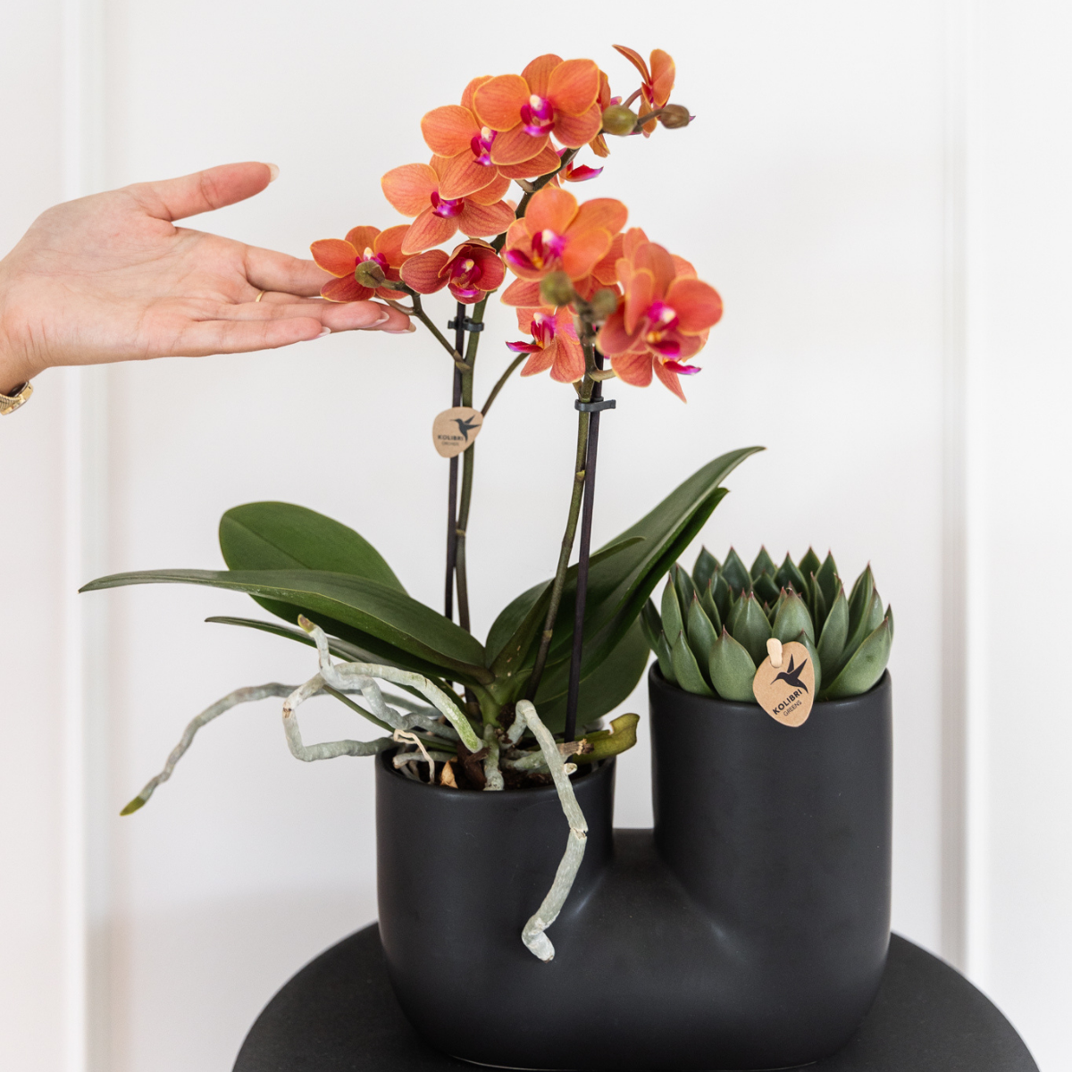 Orchidee colibrì | OFFERTA COMBI di 4 orchidee Phalaenopsis arancioni - Bolzano - dimensioni vaso Ø9cm | pianta d'appartamento in fiore - fresca dal coltivatore