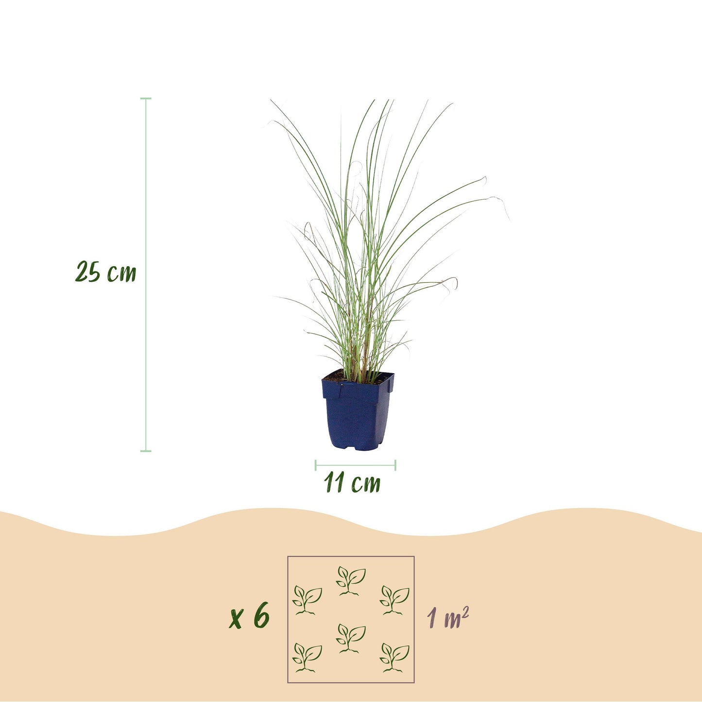 Grassen - Miscanthus sin. Morning Light - Pampusgras - Met Pluim - Zilver - 6 Planten - Pot 11cm - Hoogte 15-25cm