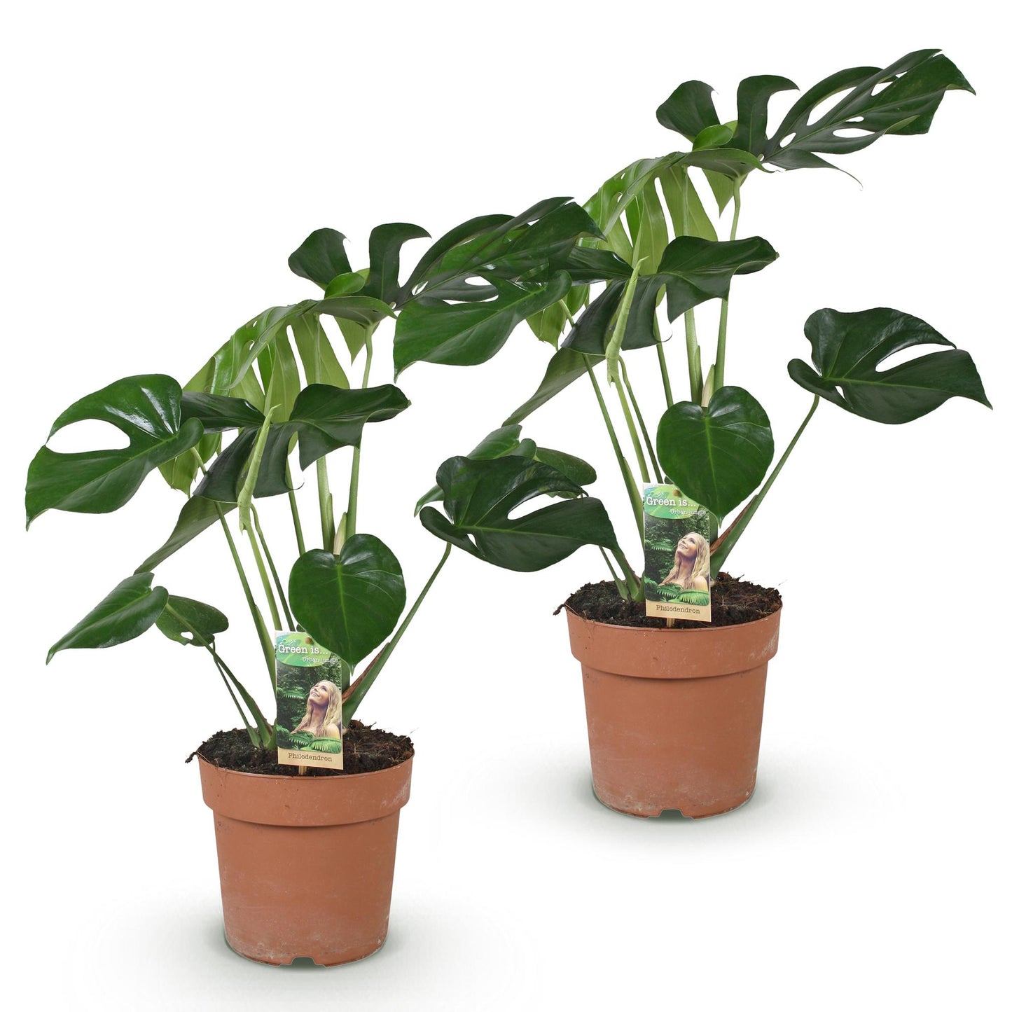 Green boutiQ - Houseplants - Monstera Deliciosa - Swiss Cheese Plant - Low maintenance - Green - 2 Plants - Pot 17cm - Height 50-55cm