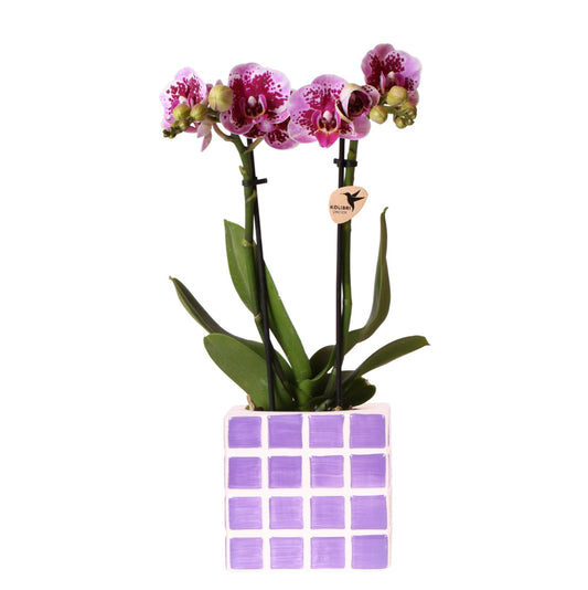 Orchidee colibrì | Orchidea phalaenopsis viola El Salvador + Mosa vaso decorativo lilla - dimensioni vaso Ø9cm | pianta d'appartamento in fiore - fresca dal coltivatore