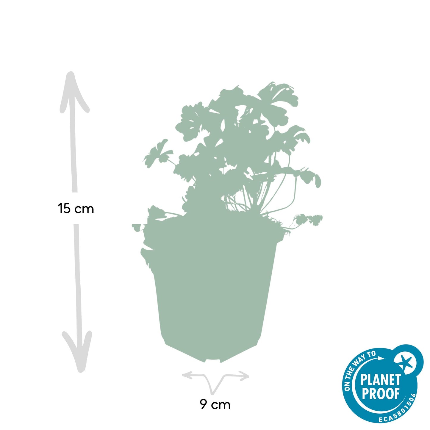 48x Geranium cant. 'Biokovo' - ↕10-25cm - Ø9cm