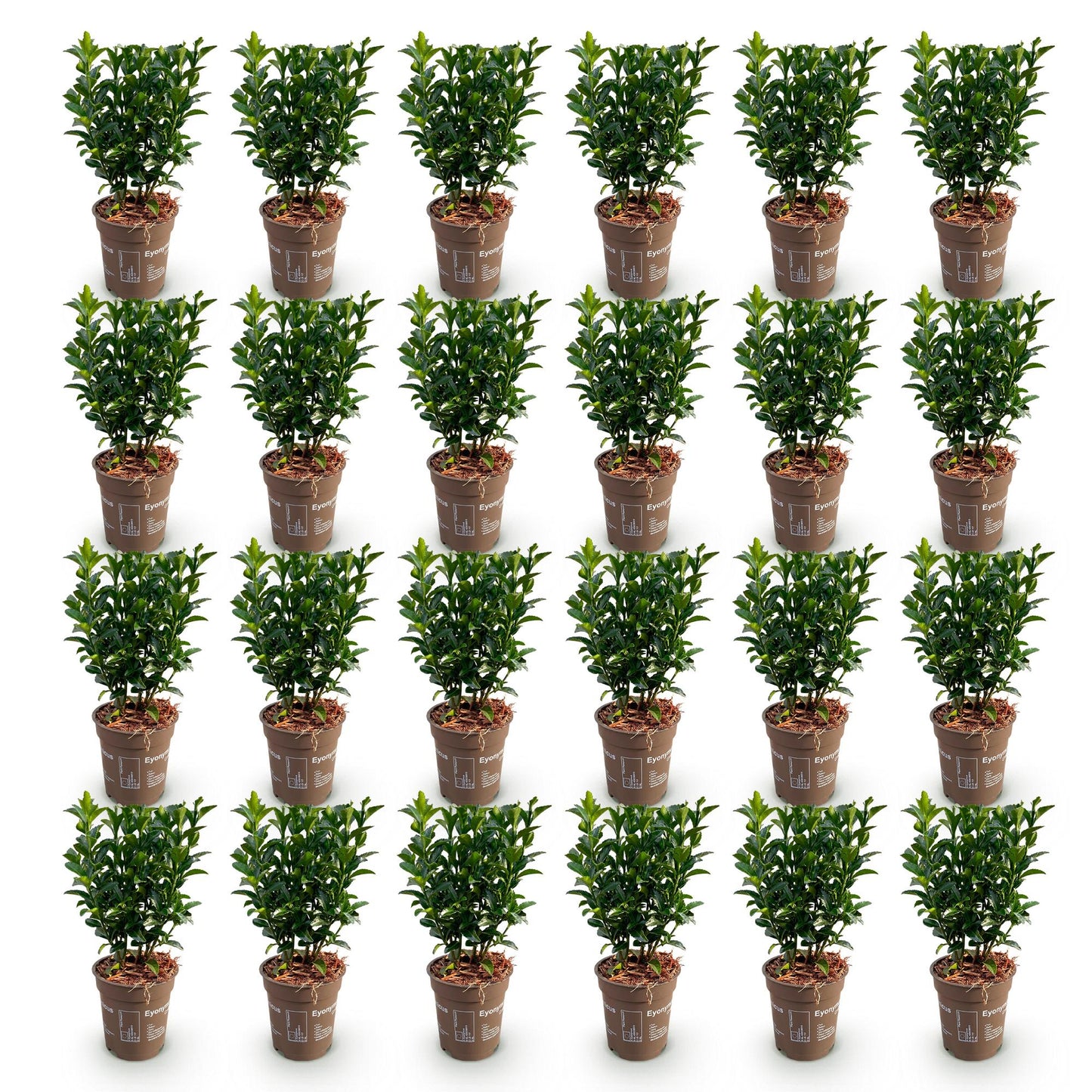 Green boutiQ - 24x Euonymus japonica Green Spire - Spindle Tree - Hedge Plants - Evergreen - Green - Pot 9cm - Height 20-25cm