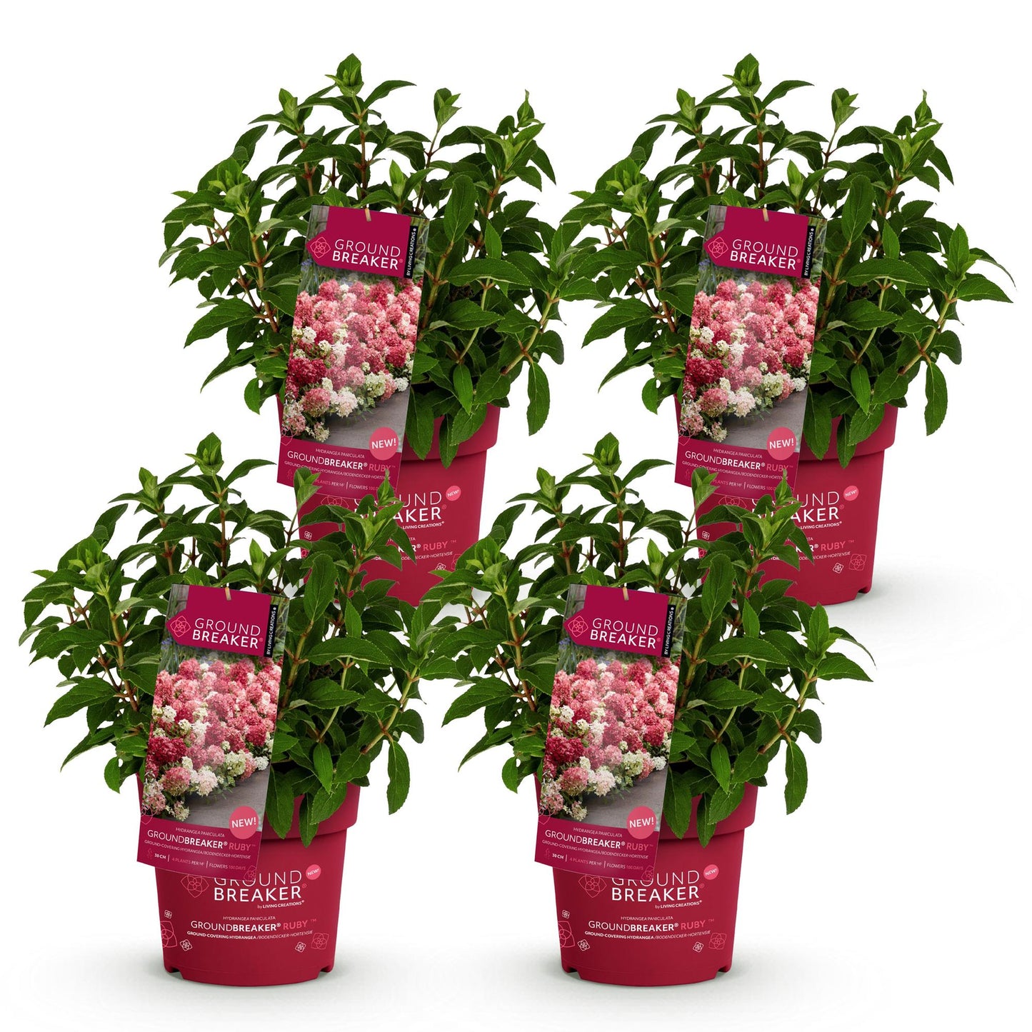 Green boutiQ - Garden Plant - Hydrangea paniculata Groundbreaker Ruby - Panicle Hydrangea - Hardy - Red - 4 Plants - Pot 14cm - Height 20-25cm