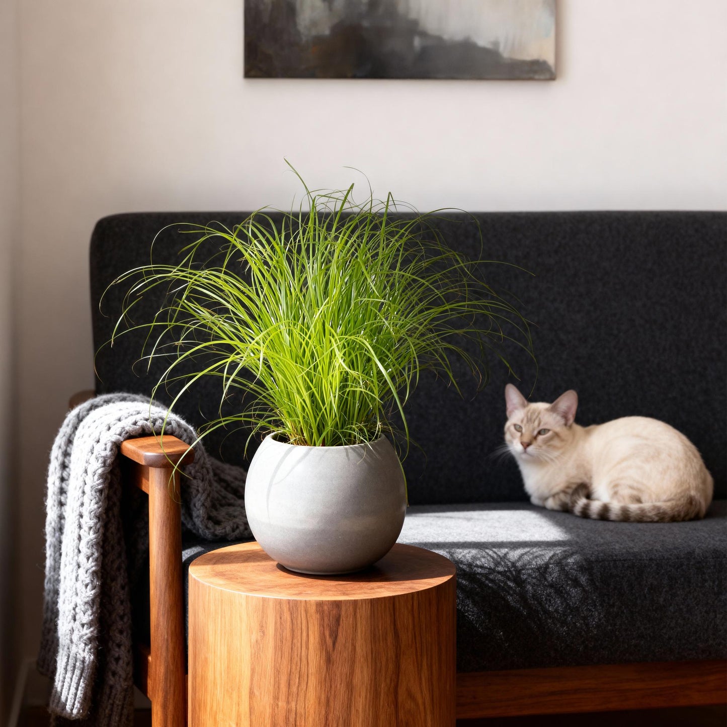 Green boutiQ - Houseplant - Cyperus alternifolius Zumula - Cat grass - Pet-friendly - Green - 4 Plants - 12cm Pot - Height 28-30cm