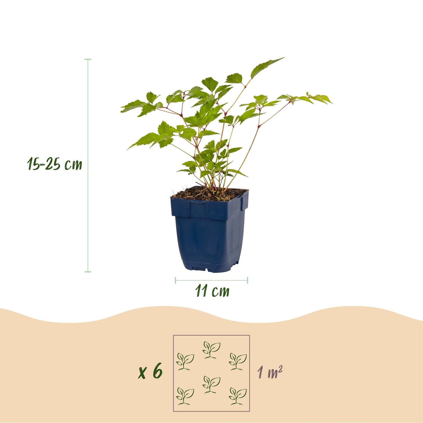 Vasteplant - Astilbe (J) Europa - Pluimspirea - Schaduw - Roze - 6 Planten - Pot 11cm - Hoogte 15-25cm