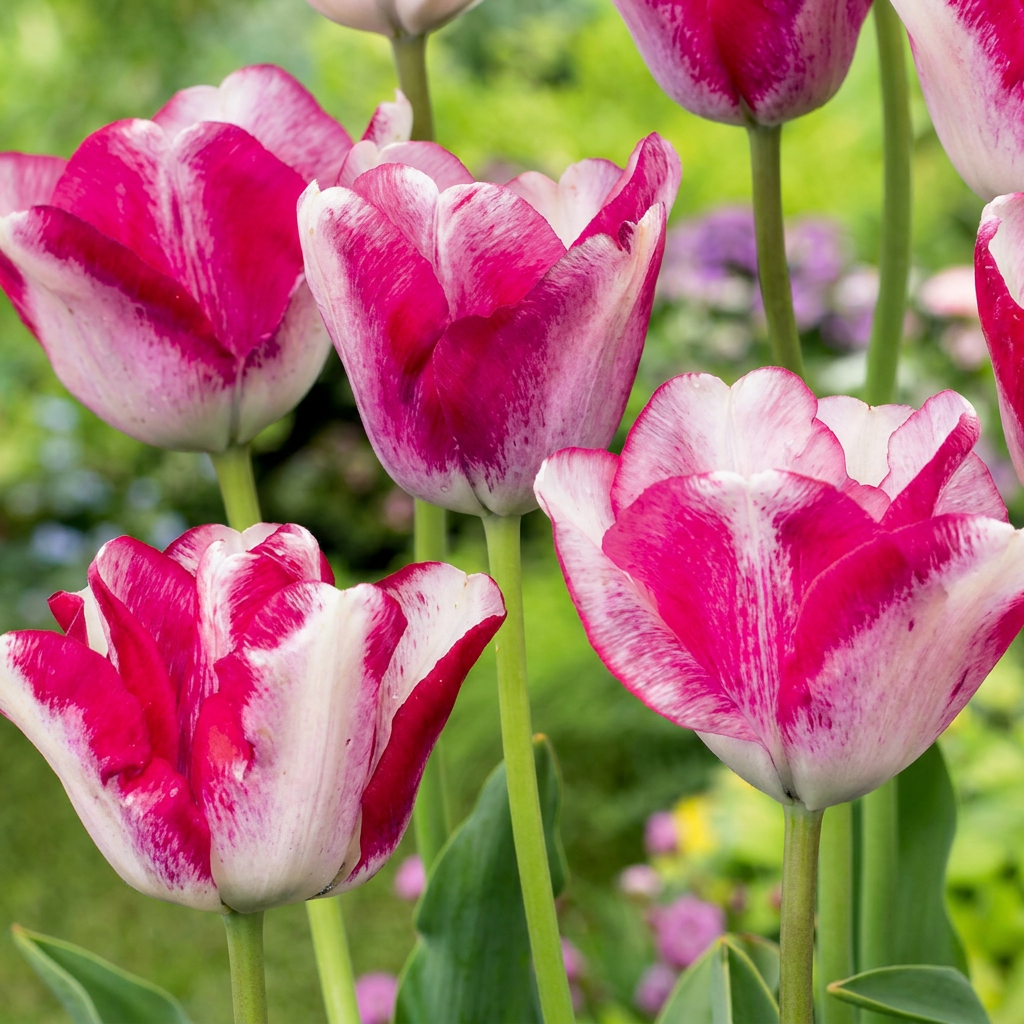 24x Tulipa Mata Hari - Mata Hari tulip - Pink and White - Spring bloomer - Bulb size 11/12