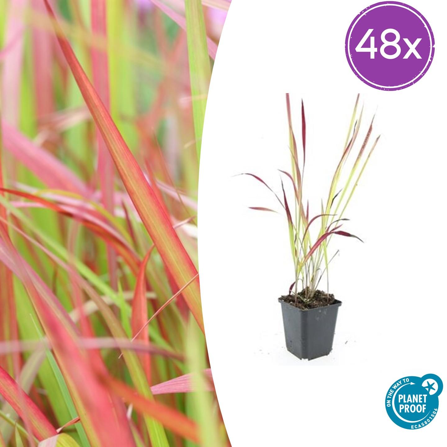 48x Imperata cylindrica 'Red Baron' - ↕10-25cm - Ø9cm
