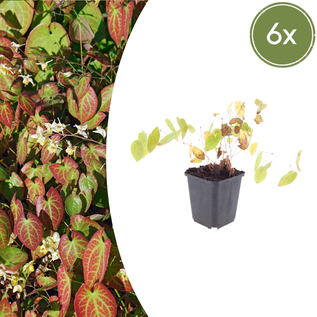 6x Epimedium y. 'Niveum' - ↕10-25cm - Ø9cm